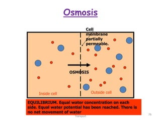 Osmosis
AS Biology, Cell membranes and
Transport
79
Cell
membrane
partially
permeable.
Inside cell Outside cell
OSMOSIS
EQUILIBRIUM. Equal water concentration on each
side. Equal water potential has been reached. There is
no net movement of water
 