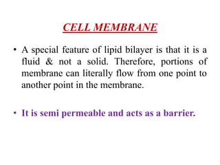 CELL MEMBRANE
• A special feature of lipid bilayer is that it is a
fluid & not a solid. Therefore, portions of
membrane can literally flow from one point to
another point in the membrane.
• It is semi permeable and acts as a barrier.
 
