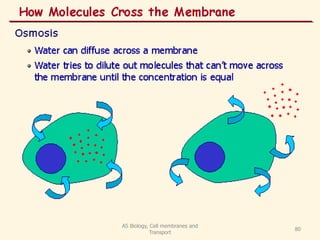 AS Biology, Cell membranes and
Transport
80
 