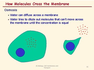 AS Biology, Cell membranes and
Transport
81
 