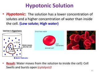Hypotonic Solution
• Hypotonic: The solution has a lower concentration of
solutes and a higher concentration of water than inside
the cell. (Low solute; High water)
• Result: Water moves from the solution to inside the cell): Cell
Swells and bursts open (cytolysis)!
83
 