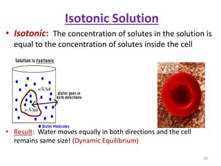 Isotonic Solution
• Isotonic: The concentration of solutes in the solution is
equal to the concentration of solutes inside the cell
• Result: Water moves equally in both directions and the cell
remains same size! (Dynamic Equilibrium)
85
 