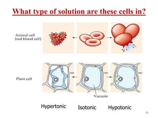 What type of solution are these cells in?
86
Hypertonic Isotonic Hypotonic
 