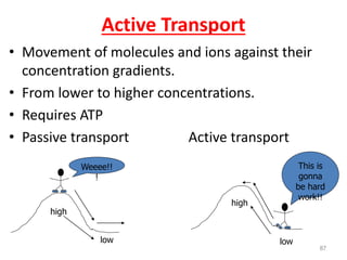 Active Transport
• Movement of molecules and ions against their
concentration gradients.
• From lower to higher concentrations.
• Requires ATP
• Passive transport Active transport
87
high
low
Weeee!!
!
high
low
This is
gonna
be hard
work!!
 