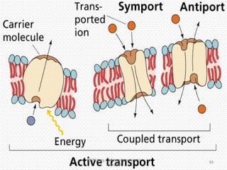AS Biology, Cell membranes and
Transport
89
 