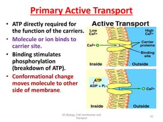 Primary Active Transport
• ATP directly required for
the function of the carriers.
• Molecule or ion binds to
carrier site.
• Binding stimulates
phosphorylation
(breakdown of ATP).
• Conformational change
moves molecule to other
side of membrane.
AS Biology, Cell membranes and
Transport
91
 