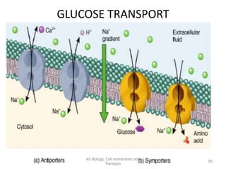 GLUCOSE TRANSPORT
AS Biology, Cell membranes and
Transport
95
 