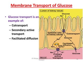 Membrane Transport of Glucose
• Glucose transport is an
example of:
– Cotransport
– Secondary active
transport
– Facilitated diffusion
AS Biology, Cell membranes and
Transport
96
 