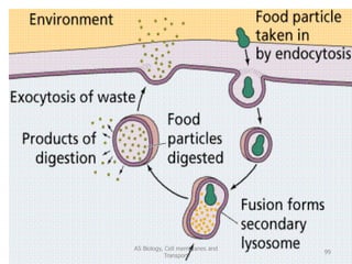 AS Biology, Cell membranes and
Transport
99
 