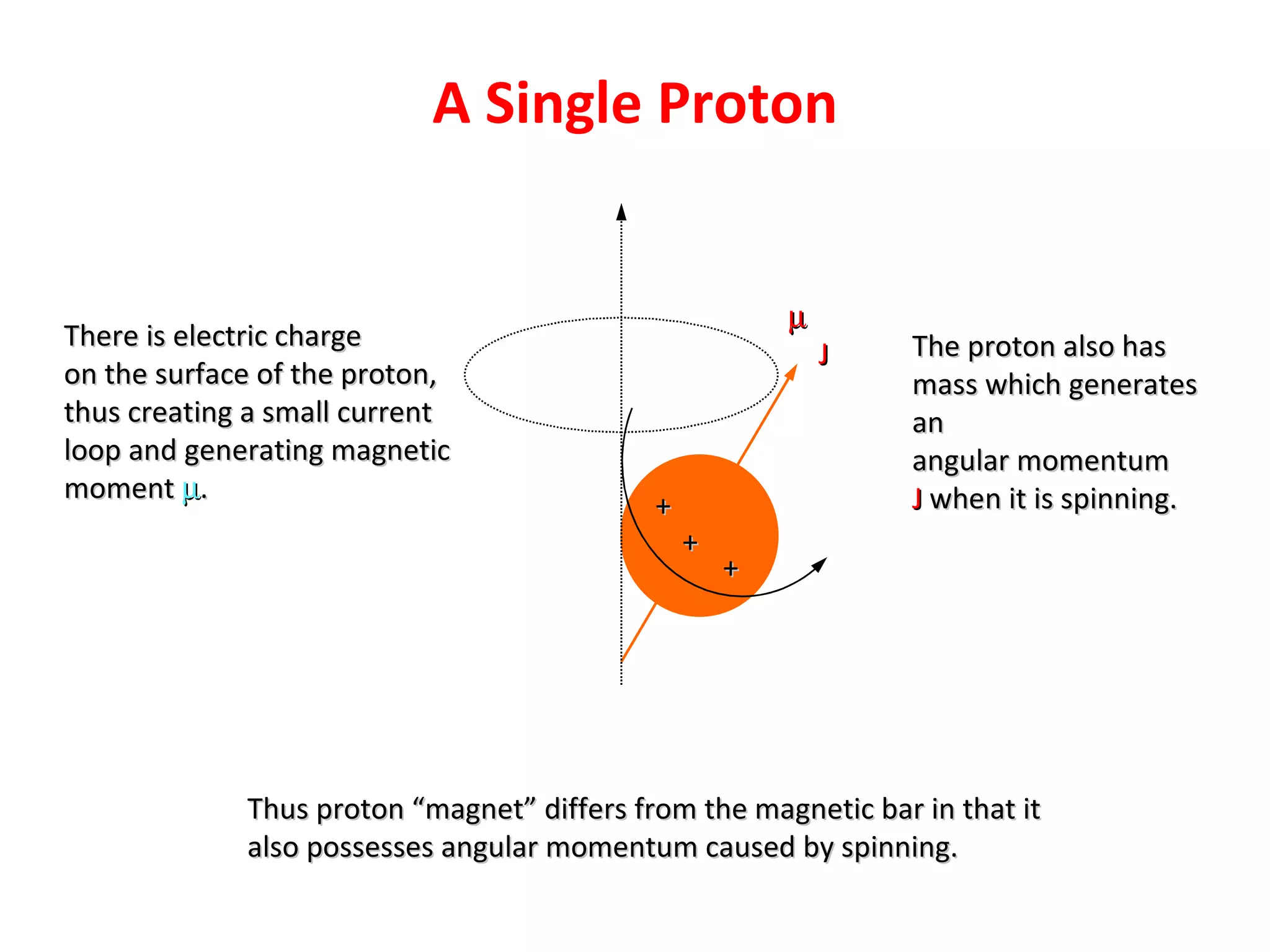 A Single Proton + + + There is electric charge  on the surface of the proton, thus creating a small current loop and generating magnetic moment   . The proton also has mass which generates an angular momentum J  when it is spinning. J  Thus proton “magnet” differs from the magnetic bar in that it also possesses angular momentum caused by spinning. 