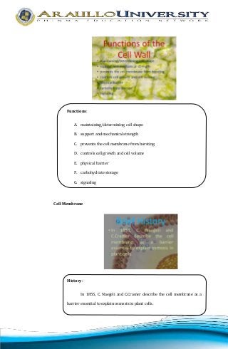 Functions: 
A. maintaining/determining cell shape 
B. support and mechanical strength 
C. prevents the cell membrane from bursting 
D. controls cell growth and cell volume 
E. physical barrier 
F. carbohydrate storage 
G. signaling 
Cell Membrane 
History: 
In 1855, C. Naegeli and C.Cramer describe the cell membrane as a 
barrier essential to explain osmosis in plant cells. 
 