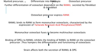 Myeloid precursor Differentiate into Monocyte Osteoclast precursor
Further differentiation of osteoclast dependent on the RANKL secreted by fibroblast
& osteoblast
Osteoclast precursor express RANK
RANKL binds to RANK to form mononuclear osteoclasts, characterized by the
expression of Tartarate Resistant Acid Phosphatase(TRAP)
Mononuclear osteoclast fuses to become multinuclear osteoclasts
Binding of OPGs to RANKL inhibits the binding of RANKL to RANK on the osteoclast
precursor .Thus hampers the differentiation and functioning of osteoclasts
Strain affects both the secretion of RANKL & OPG
MCS-
F
 