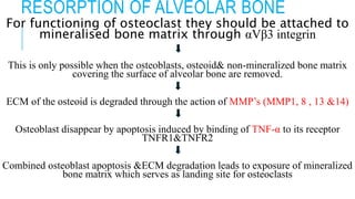 RESORPTION OF ALVEOLAR BONE
For functioning of osteoclast they should be attached to
mineralised bone matrix through αVβ3 integrin
This is only possible when the osteoblasts, osteoid& non-mineralized bone matrix
covering the surface of alveolar bone are removed.
ECM of the osteoid is degraded through the action of MMP’s (MMP1, 8 , 13 &14)
Osteoblast disappear by apoptosis induced by binding of TNF-α to its receptor
TNFR1&TNFR2
Combined osteoblast apoptosis &ECM degradation leads to exposure of mineralized
bone matrix which serves as landing site for osteoclasts
 