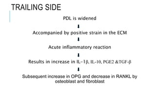 TRAILING SIDE
PDL is widened
Accompanied by positive strain in the ECM
Acute inflammatory reaction
Results in increase in IL-1β, IL-10, PGE2 &TGF-β
Subsequent increase in OPG and decrease in RANKL by
osteoblast and fibroblast
 