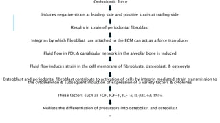 Orthodontic force
Induces negative strain at leading side and positive strain at trailing side
Results in strain of periodontal fibroblast
Integrins by which fibroblast are attached to the ECM can act as a force transducer
Fluid flow in PDL & canalicular network in the alveolar bone is induced
Fluid flow induces strain in the cell membrane of fibroblasts, osteoblast, & osteocyte
Osteoblast and periodontal fibroblast contribute to activation of cells by integrin mediated strain transmission to
the cytoskeleton & subsequent induction of expression of a variety factors & cytokines
These factors such as FGF, IGF-1, IL-1α, IL-β,IL-6& TNFα
Mediate the differentiation of precursors into osteoblast and osteoclast
,
 