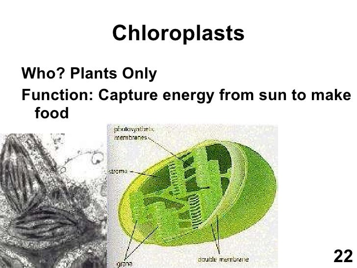 Cell Biology