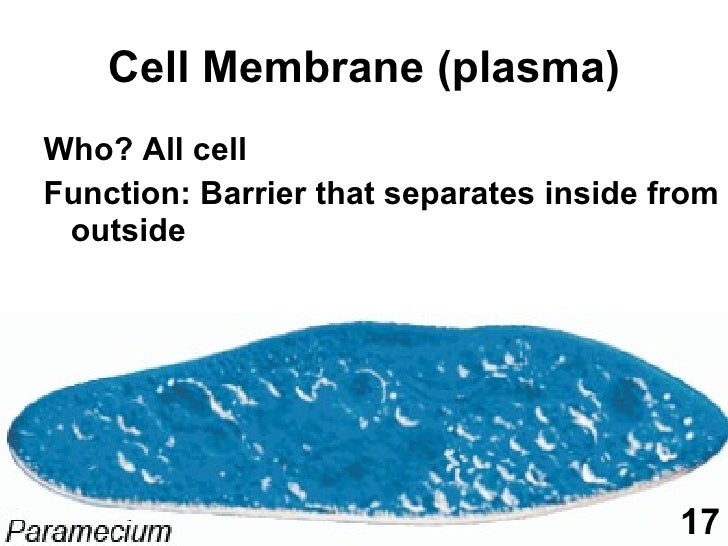 Cell Biology