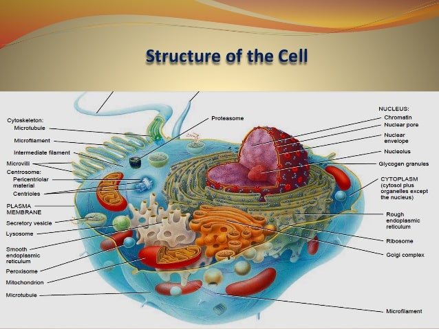 CELL BIOLOGY diagram of fission in biology 