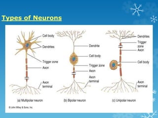 Types of Neurons 
 