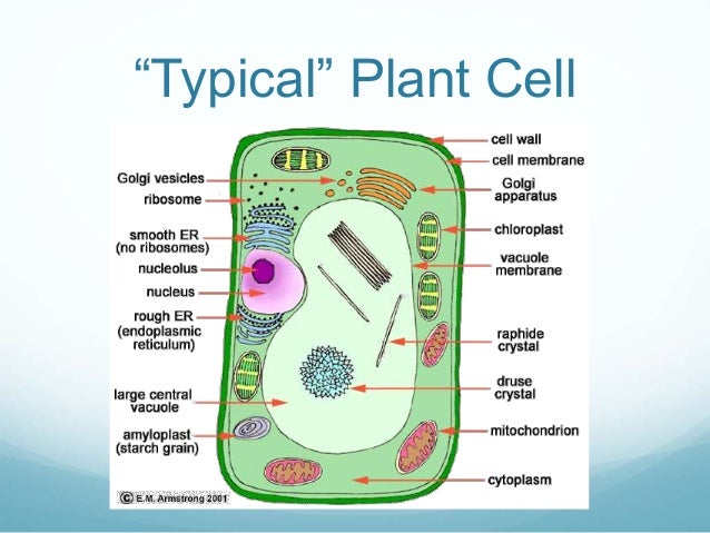 Cell biology endoplasmic reticulum diagram 