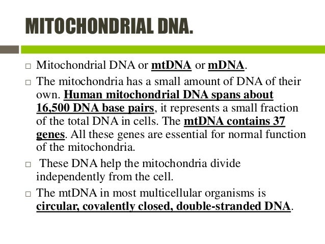 Mitochondria