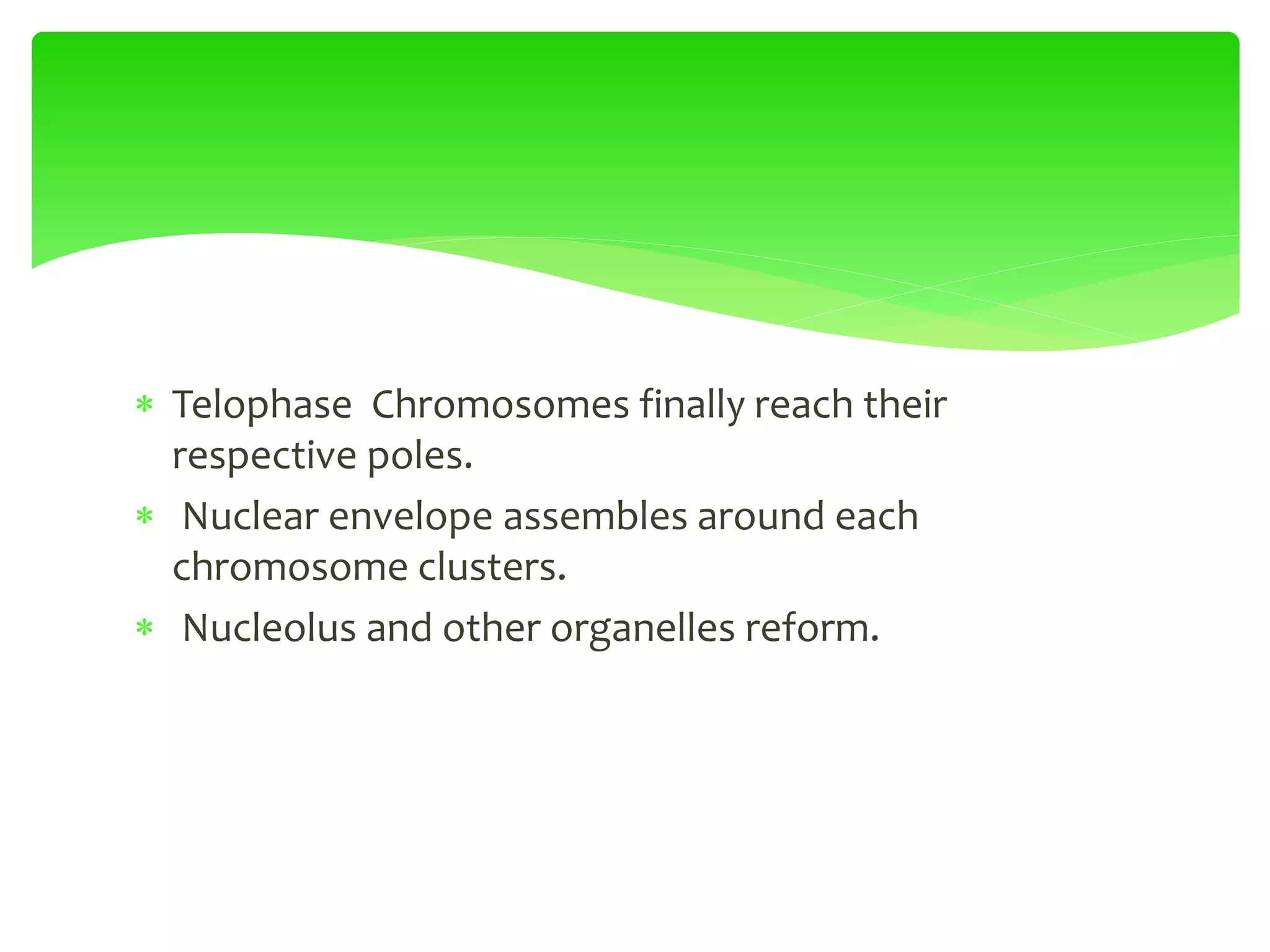  Telophase Chromosomes finally reach their
respective poles.
 Nuclear envelope assembles around each
chromosome clusters.
 Nucleolus and other organelles reform.
 