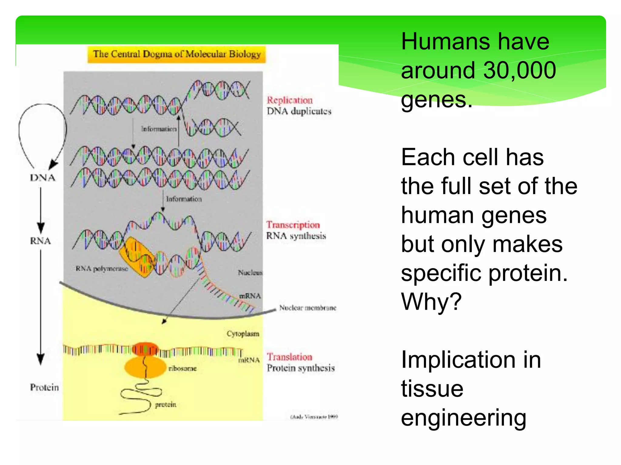 Humans have
around 30,000
genes.
Each cell has
the full set of the
human genes
but only makes
specific protein.
Why?
Implication in
tissue
engineering
 
