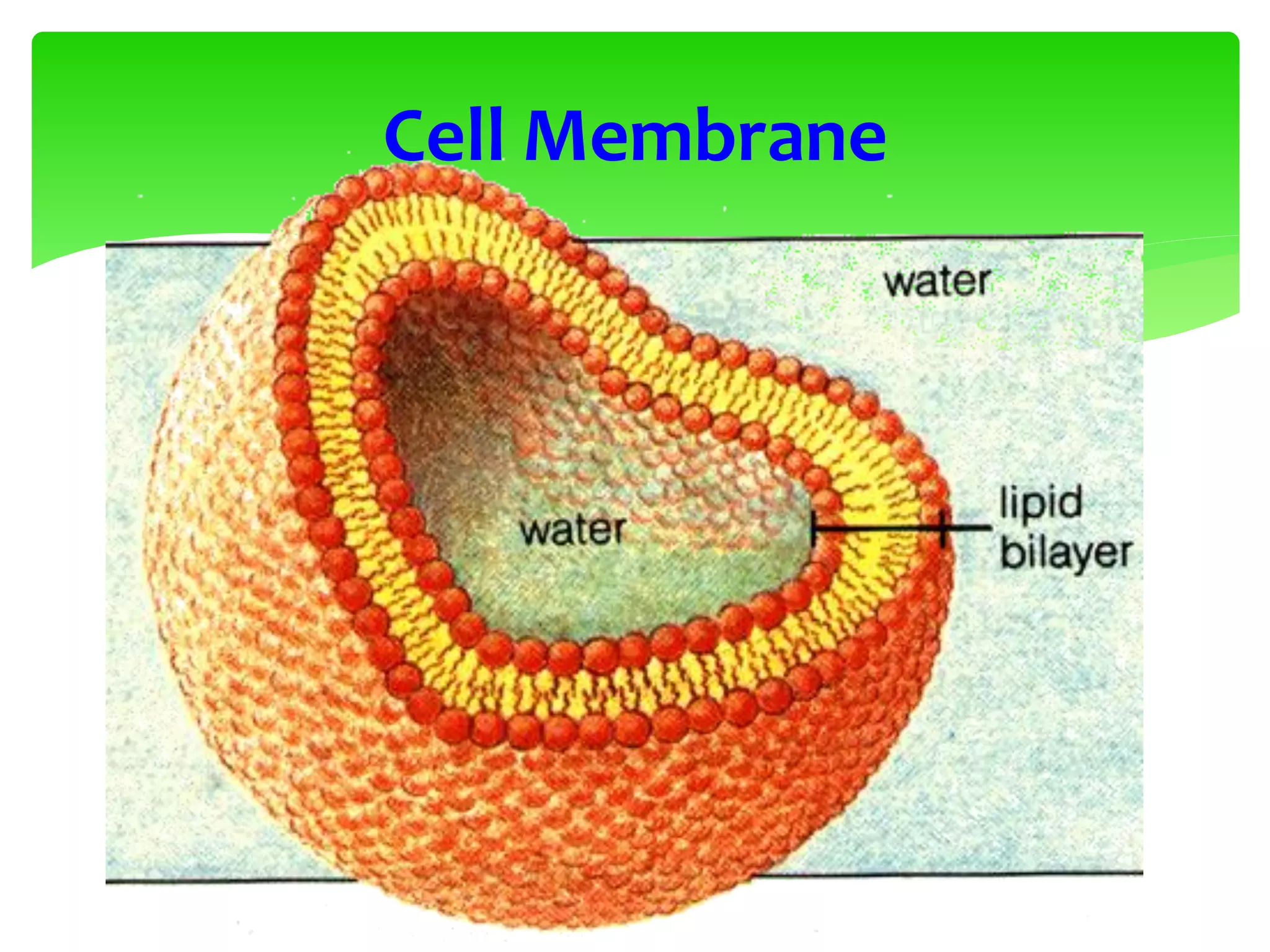 Cell Membrane
 