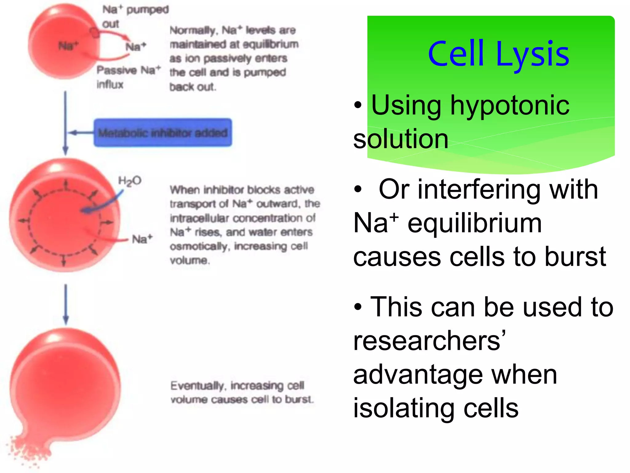 Cell Lysis
• Using hypotonic
solution
• Or interfering with
Na+ equilibrium
causes cells to burst
• This can be used to
researchers’
advantage when
isolating cells
 