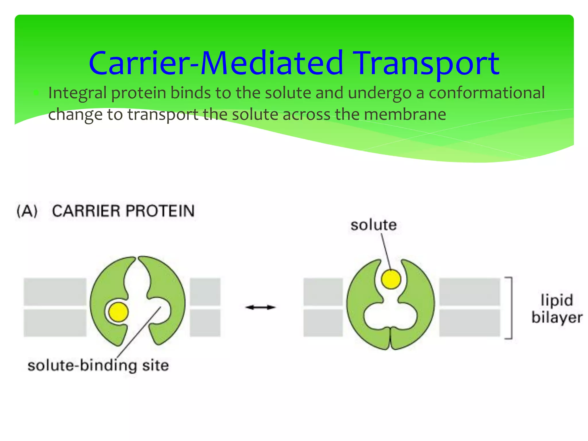 • Integral protein binds to the solute and undergo a conformational
change to transport the solute across the membrane
Carrier-Mediated Transport
 
