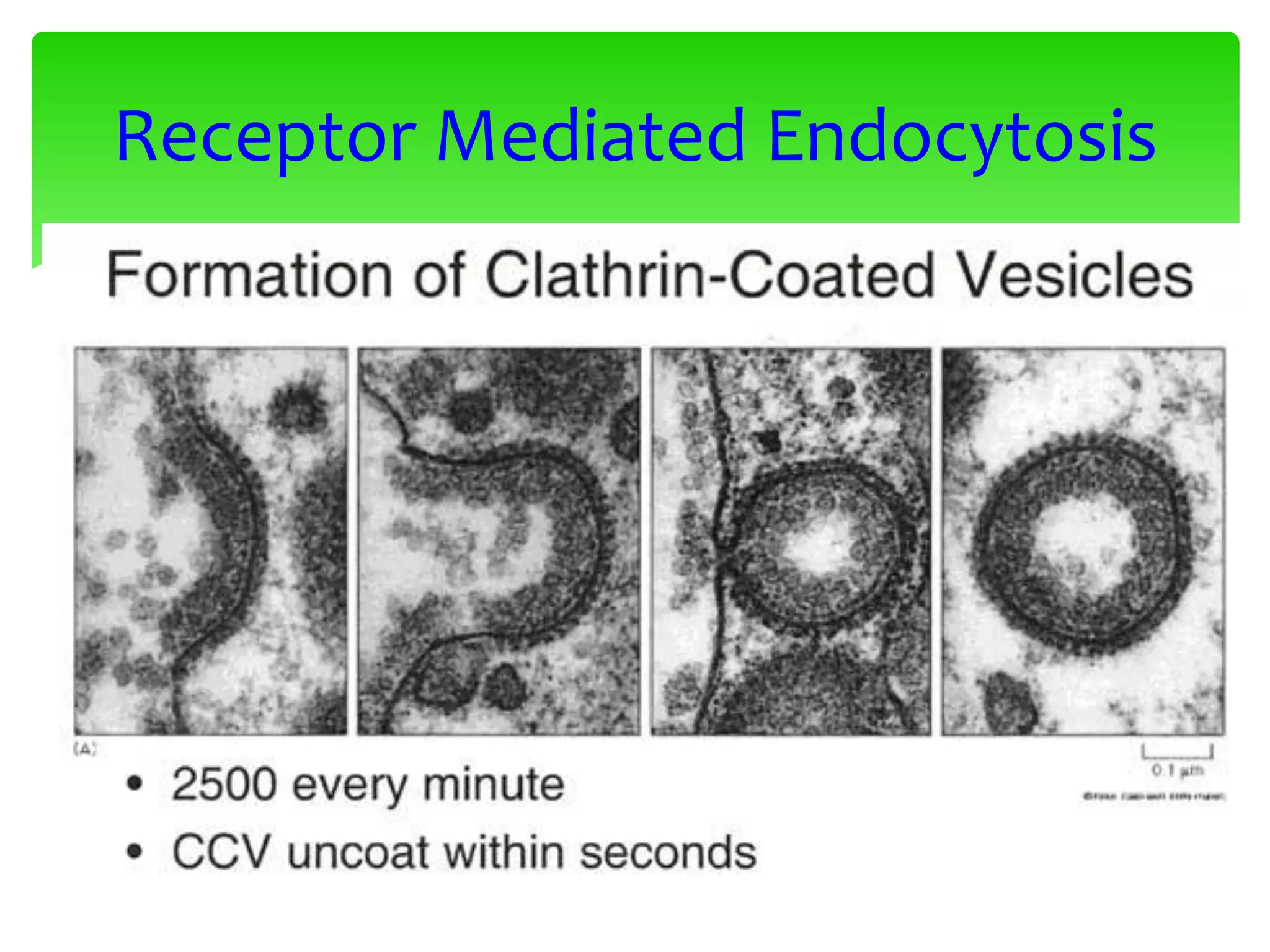 Receptor Mediated Endocytosis
 