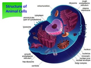 Structure of
Animal Cells
 