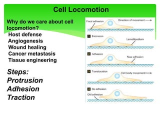 Cell Locomotion
Why do we care about cell
locomotion?
Host defense
Angiogenesis
Wound healing
Cancer metastasis
Tissue engineering
Steps:
Protrusion
Adhesion
Traction
 