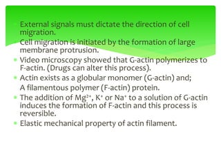  External signals must dictate the direction of cell
migration.
 Cell migration is initiated by the formation of large
membrane protrusion.
 Video microscopy showed that G-actin polymerizes to
F-actin. (Drugs can alter this process).
 Actin exists as a globular monomer (G-actin) and;
A filamentous polymer (F-actin) protein.
 The addition of Mg2+, K+ or Na+ to a solution of G-actin
induces the formation of F-actin and this process is
reversible.
 Elastic mechanical property of actin filament.
 