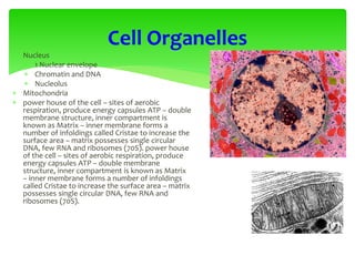  Nucleus
 1 Nuclear envelope
 Chromatin and DNA
 Nucleolus
 Mitochondria
 power house of the cell – sites of aerobic
respiration, produce energy capsules ATP – double
membrane structure, inner compartment is
known as Matrix – inner membrane forms a
number of infoldings called Cristae to increase the
surface area – matrix possesses single circular
DNA, few RNA and ribosomes (70S). power house
of the cell – sites of aerobic respiration, produce
energy capsules ATP – double membrane
structure, inner compartment is known as Matrix
– inner membrane forms a number of infoldings
called Cristae to increase the surface area – matrix
possesses single circular DNA, few RNA and
ribosomes (70S).
Cell Organelles
 