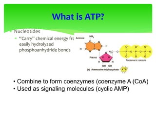  Nucleotides
 “Carry” chemical energy from
easily hydrolyzed
phosphoanhydride bonds
What is ATP?
• Combine to form coenzymes (coenzyme A (CoA)
• Used as signaling molecules (cyclic AMP)
 