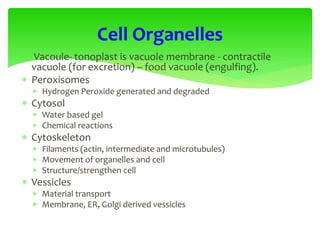 Vacoule- tonoplast is vacuole membrane - contractile
vacuole (for excretion) – food vacuole (engulfing).
 Peroxisomes
 Hydrogen Peroxide generated and degraded
 Cytosol
 Water based gel
 Chemical reactions
 Cytoskeleton
 Filaments (actin, intermediate and microtubules)
 Movement of organelles and cell
 Structure/strengthen cell
 Vessicles
 Material transport
 Membrane, ER, Golgi derived vessicles
Cell Organelles
 