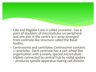  Cilia and flagella: Core is called axoneme - has 9
pairs of doublets of microtubules on peripheral
and one pair in the centre 9+2 array emerged
from centriole like structure called the Basal
bodies.
 Centrosome and centrioles: Centrosome contains
2 centrioles - Each centriole has a cart wheel like
organization with 9 evenly spaced microtubule -
triplets connected to central hub by radial spokes
– produces spindle apparatus dueing cell division
 
