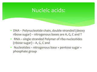  DNA – Polynucleotide chain, double stranded (deoxy
ribose sugar) – nitrogenous bases are A, G, C and T
 RNA – single stranded Polymer of ribo-nucleotides
(ribose sugar) – A, G, C and
 Nucleotides – nitrogenous base + pentose sugar +
phosphate group
Nucleic acids:
 