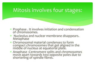  Prophase . It involves initiation and condensation
of chromosomes.
 Nucleolus and nuclear membrane disappears.
Metaphase
 Chromosomal material condenses to form
compact chromosomes that get aligned in the
middle of nucleus at equatorial plate.
 Anaphase -Centromere splits and chromosomes
move apart towards two opposite poles due to
shortening of spindle fibres.
Mitosis involves four stages:
 