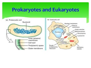 Prokaryotes and Eukaryotes
 