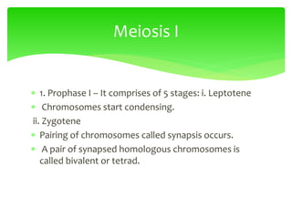  1. Prophase I – It comprises of 5 stages: i. Leptotene
 Chromosomes start condensing.
ii. Zygotene
 Pairing of chromosomes called synapsis occurs.
 A pair of synapsed homologous chromosomes is
called bivalent or tetrad.
Meiosis I
 