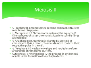  1. Prophase II Chromosomes become compact. Nuclear
membrane disappears.
 2. Metaphase II Chromosomes align at the equator.
Kinetochores of sister chromatids attach to spindle fibres
at each pole.
 3. Anaphase II Chromatids separate by splitting of
centromere. As a result, chromatids move towards their
respective poles in the cell.
 4. Telophase II Nuclear envelope and nucleolus reform
around the chromosome clusters.
 Cytokinesis: After meiosis II, the process of cytokinesis
results in the formation of four haploid cells.
Meiosis II
 