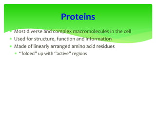  Most diverse and complex macromolecules in the cell
 Used for structure, function and information
 Made of linearly arranged amino acid residues
 “folded” up with “active” regions
Proteins
 