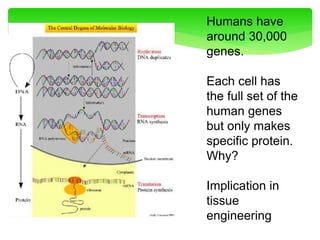 Humans have
around 30,000
genes.
Each cell has
the full set of the
human genes
but only makes
specific protein.
Why?
Implication in
tissue
engineering
 