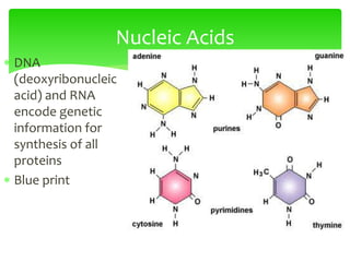  DNA
(deoxyribonucleic
acid) and RNA
encode genetic
information for
synthesis of all
proteins
 Blue print
Nucleic Acids
 
