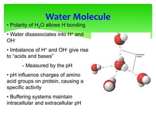 Water Molecule
• Polarity of H2O allows H bonding
• Water disassociates into H+ and
OH-
• Imbalance of H+ and OH- give rise
to “acids and bases”
- Measured by the pH
• pH influence charges of amino
acid groups on protein, causing a
specific activity
• Buffering systems maintain
intracellular and extracellular pH
 