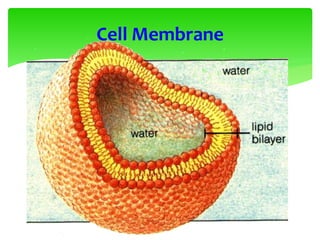 Cell Membrane
 