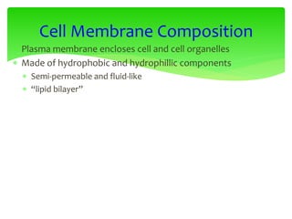  Plasma membrane encloses cell and cell organelles
 Made of hydrophobic and hydrophillic components
 Semi-permeable and fluid-like
 “lipid bilayer”
Cell Membrane Composition
 