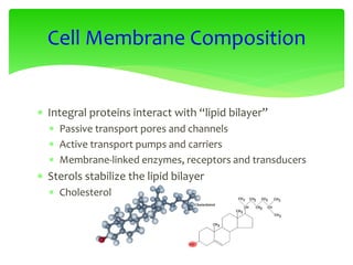  Integral proteins interact with “lipid bilayer”
 Passive transport pores and channels
 Active transport pumps and carriers
 Membrane-linked enzymes, receptors and transducers
 Sterols stabilize the lipid bilayer
 Cholesterol
Cell Membrane Composition
 